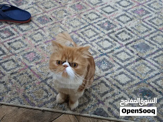 قط ذكر للبيع