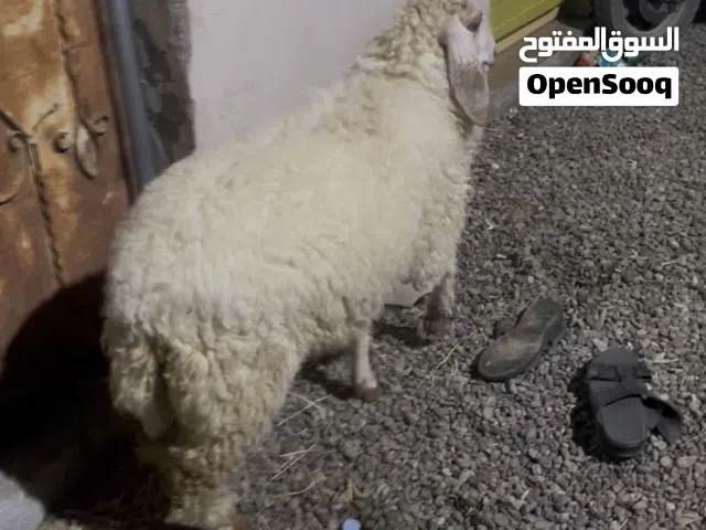 كبش كشميري  عمره7شهور سمين بياض وجه