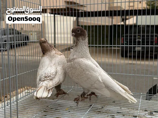 ازواج حب الرمان الوان صعبه