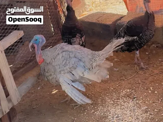 وز وديك رومي