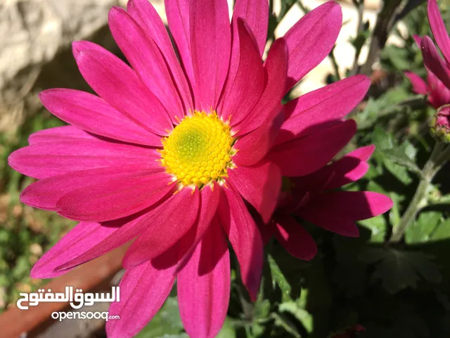 دخلة الحتو اسكان الشروق عل شارع رئيسي