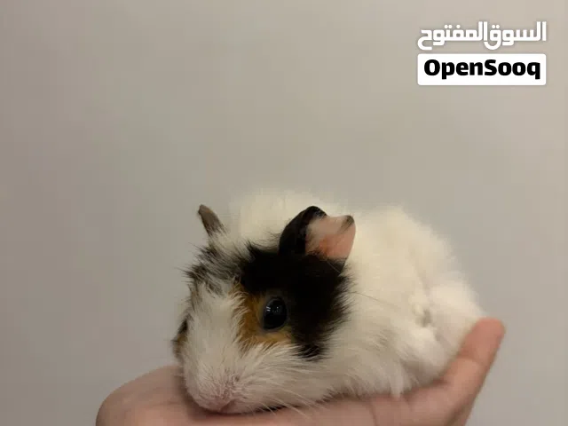 للبيع غيني بق
