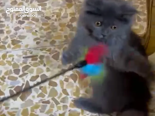 برتش للبيع انكليزي لعوب