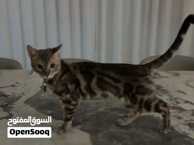 قط بنغال للتزاوج فقط 700