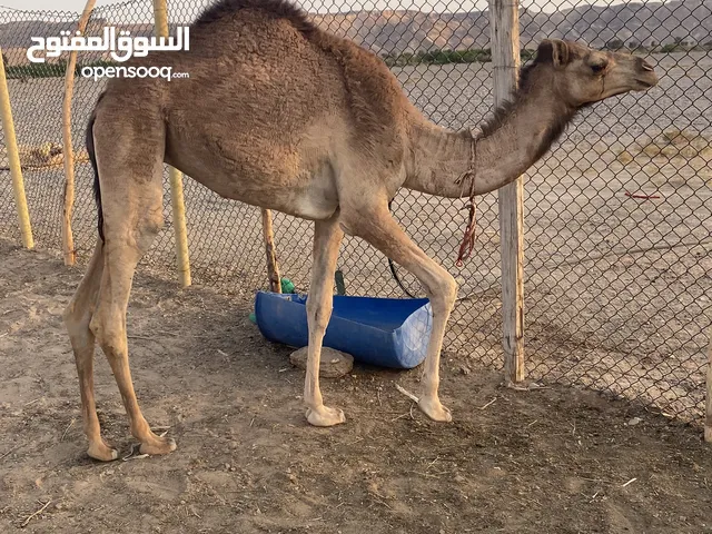 للبيع بكره وجعود