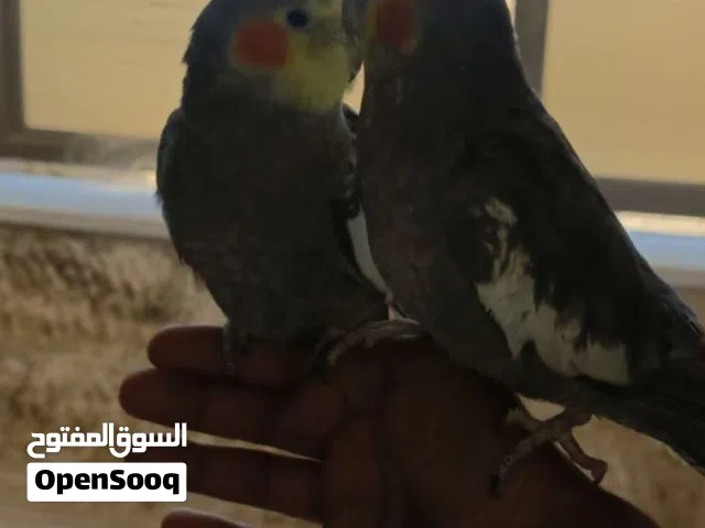 جوز طائر كوكتيل