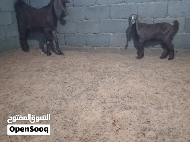 عنز قبرصيه تحتها عناق اول بطن