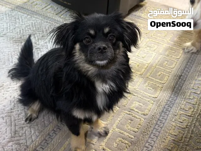 كلب فرنسي للبيع