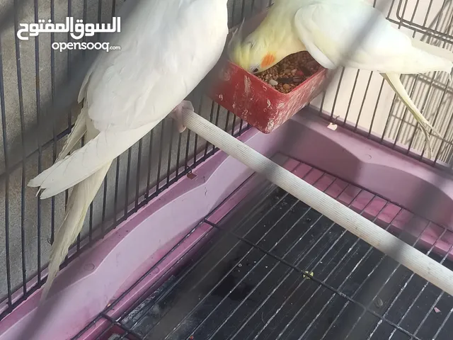 كوبية لا تينو