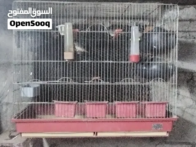 قفص كبير مع ست حبات فنجز