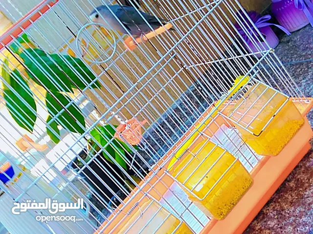 طير روز في اربد بيت راس السعر 17 مع القفص طير روز في اربد بيت راس السعر 17 مع القفص