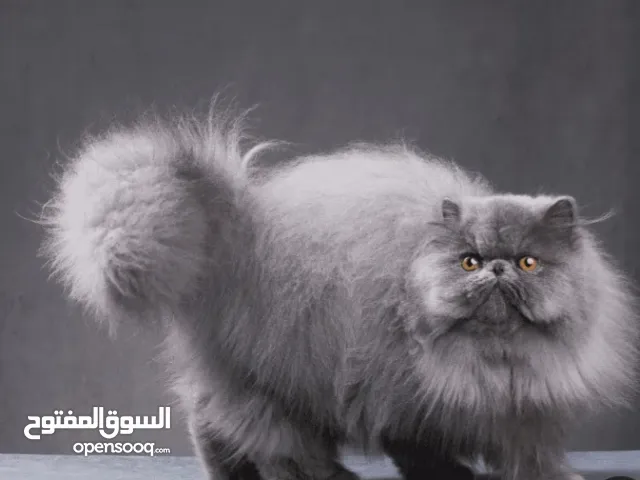 شيرازي للبيع