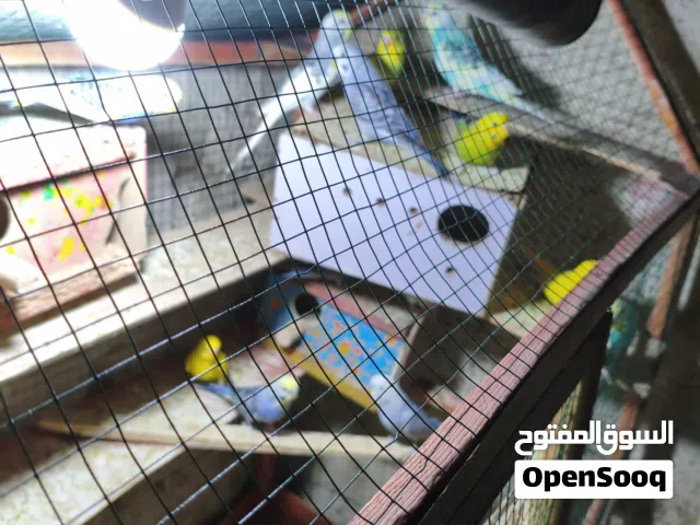 طيور حب للبيع طيور نضيفه وحلوات