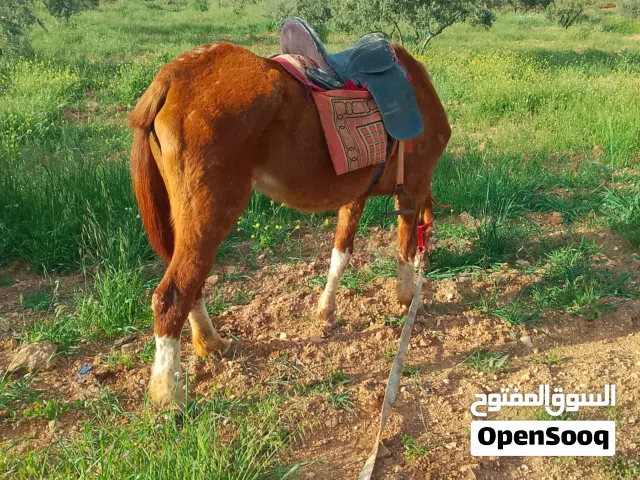 فرس نخب بسعر مغري