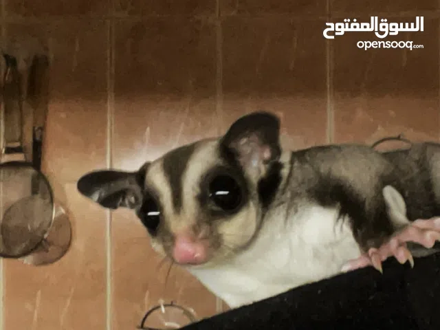 Sugar glider