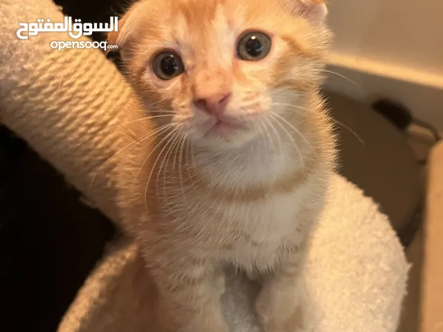 Scottish × Bengal Mix Kittens – 1 Month Old