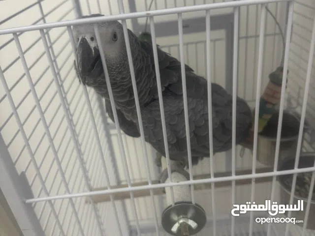 كاسكو افريقي