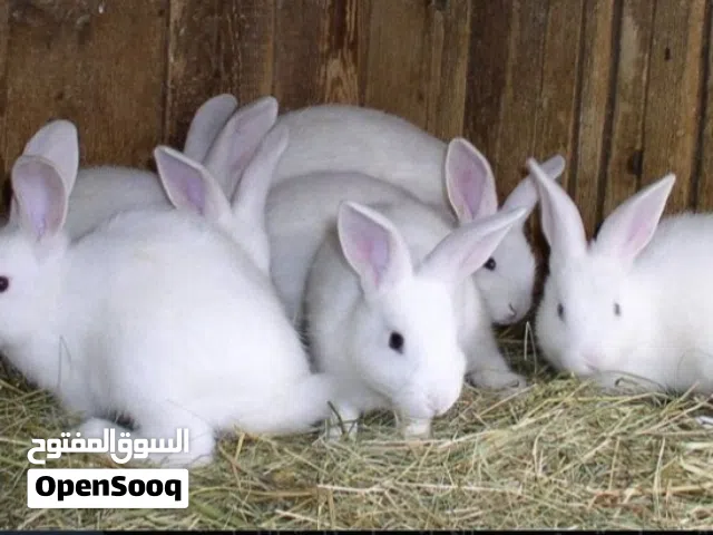 أرانب صغار