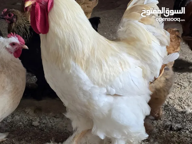 كوشن العملاق بيور