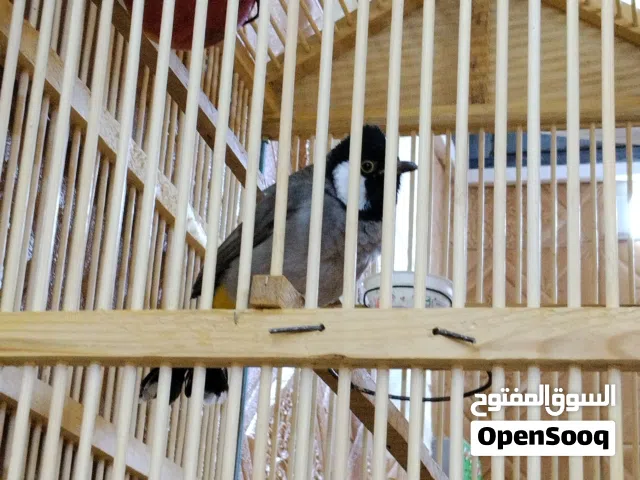 بلبل وحشي طايح مفول للأخير أسمع الفيديو وراح تشوف الطوال البي