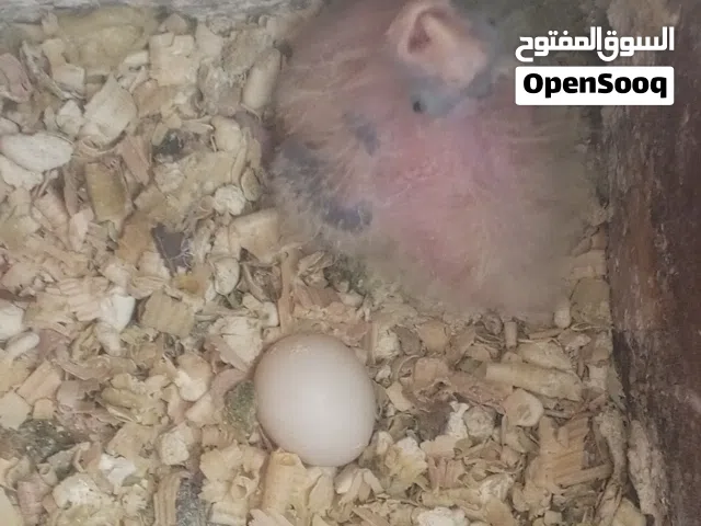 انتاج فروخ كوكتيل للترويض