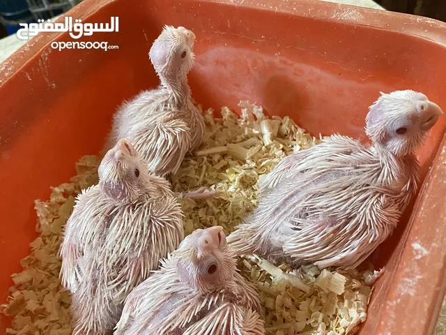 فراخ كوكتيل البينو زق يدوي عين حمره