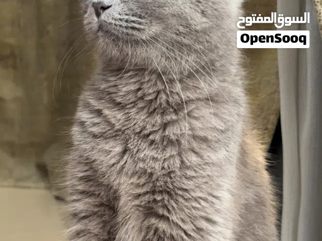 قطه سكوتش فولد