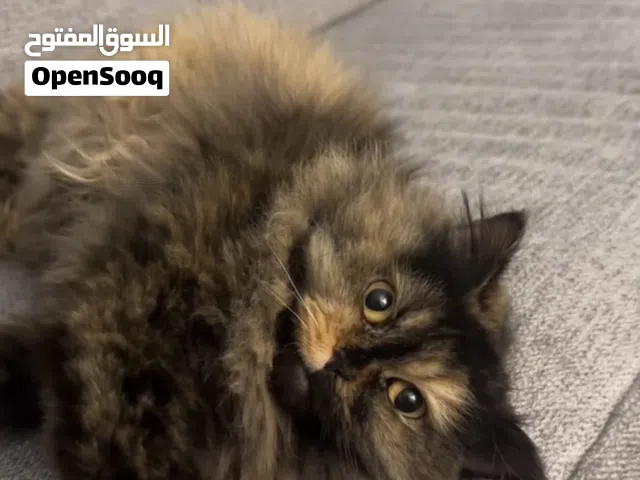 قطة شيرازية للتبني