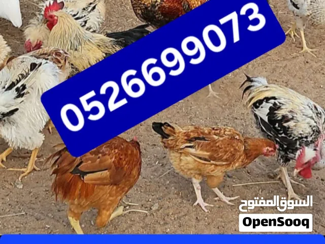 دجاج للبيع تربية مزرعه