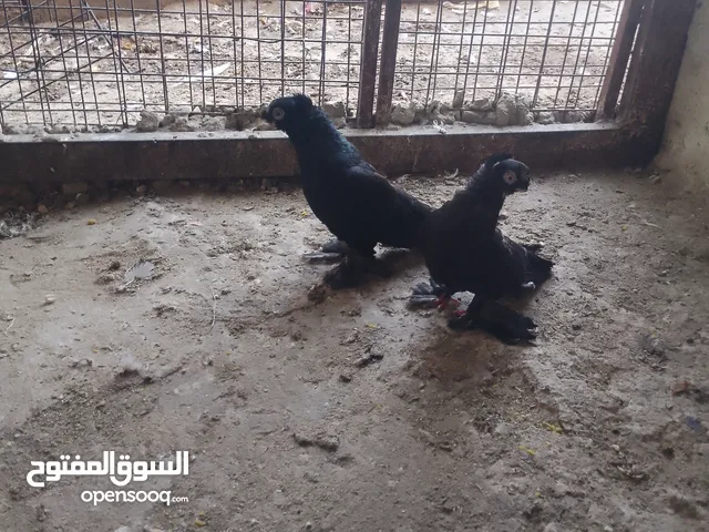 متاح جوز ماشاءالله موجودات طبربور
