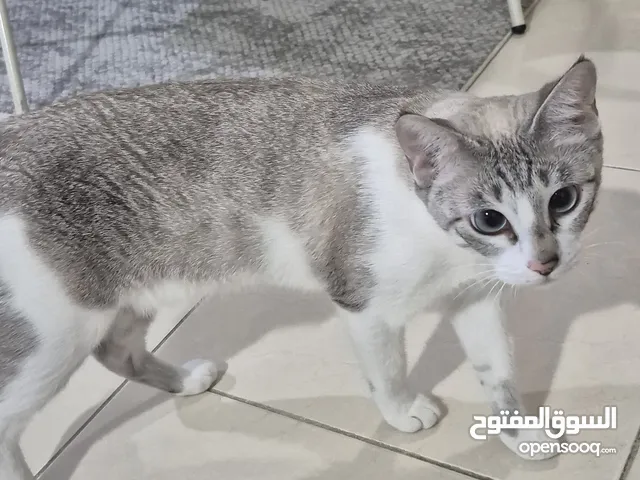 قطط نظيفة للتبني بسبب السفر