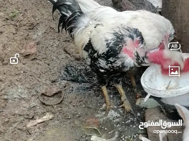 دجاج ابو ركيبه للبيع حلوات