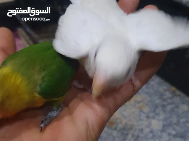 غندوره فشر وروز متعلمات على زق