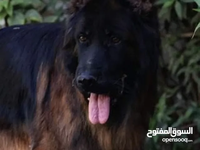 نثيه جيرمن فول