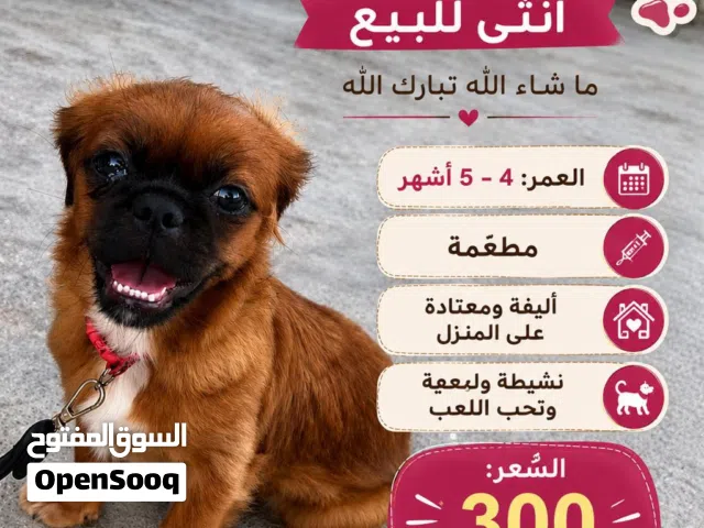 كلب شيتزو انثى
