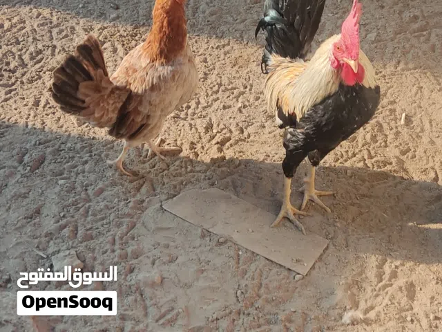 4دجاجات +ديج