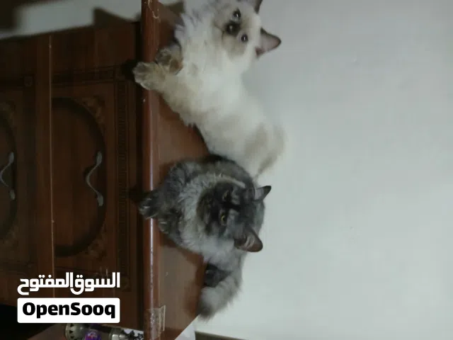 الاب شيرازي الام سيامي دكر وانتي