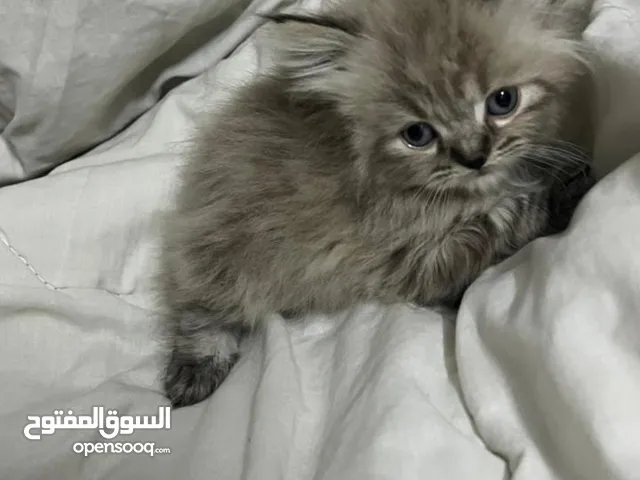 قطط للبيع همالايا