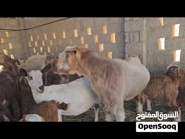 تيس ضحم للبيع