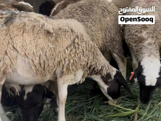 خرفان عروض خاصه 115ریال فقط لحق ما تلحق كميه محدوده الوزن فوق23 كيلوووو عرض خاص جدا