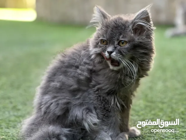 بسة مكس شانشيلا هملايا