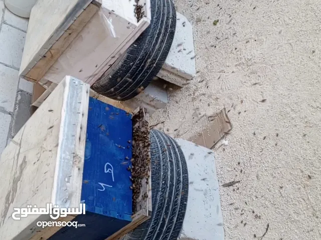 موجود طرود نحل وخلايا من 3براويز لا 12برواز نحل معالجه وضاغط الموقع اربد كفريوبا يوجد خدمه توصيل حس