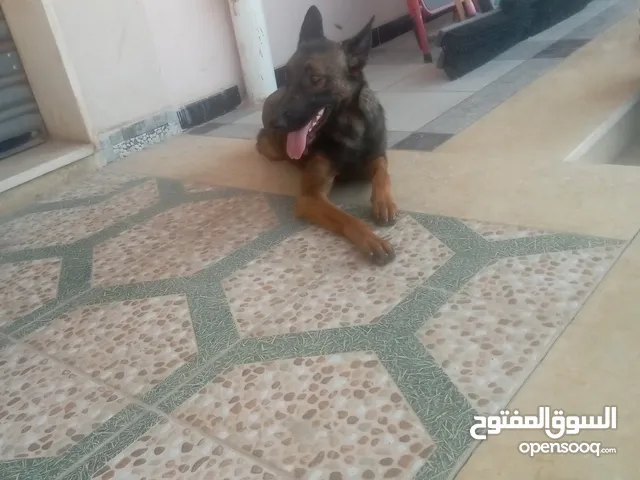 كلبه ملينو الام بلجيكي ولاب مكسيكي