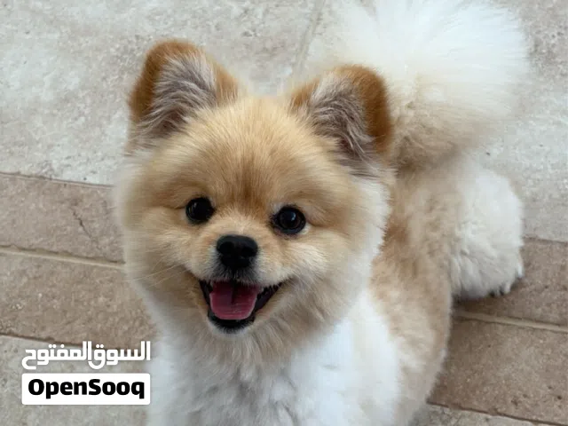 pomeranian puppy