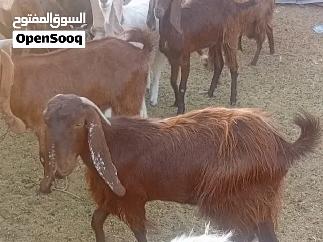 13العنز تبارك الله