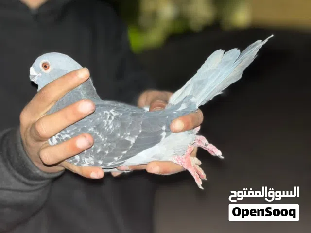 ثلاثة طيور