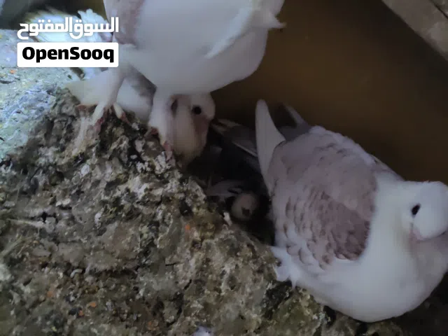 طيور حب الرمان للبيع