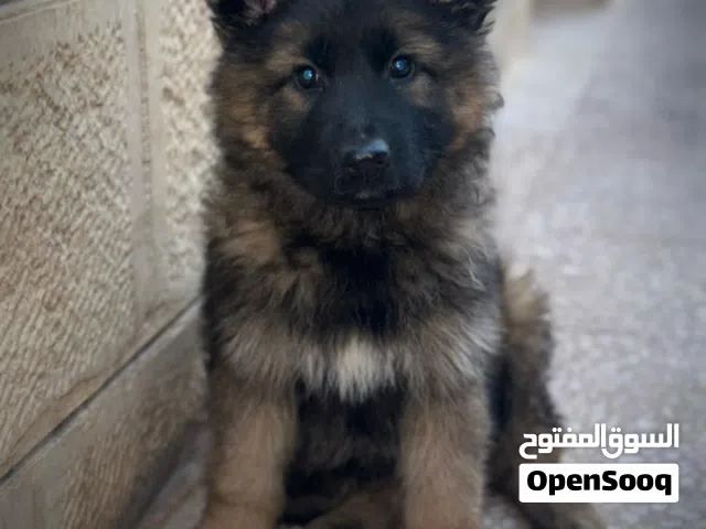 جرو جيرمن للبيع