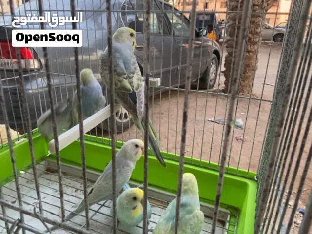 دكور فرديات عمرهم بين 5لي 7شهور فـيهم ضربة ؏ ريمبو النوع بقلينو حاجة ربـჂ̤ يبارك لي ناس لي تبي تركب