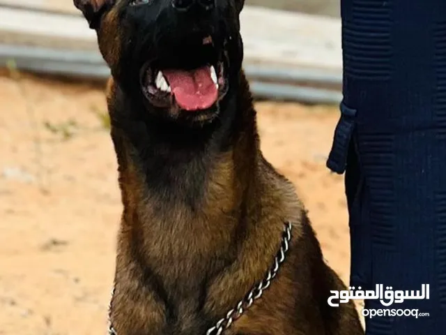 انثي مالينوا